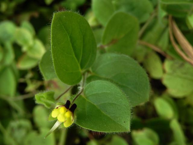 Úporek pochybný (Kickxia spuria (L.) Dumort.)