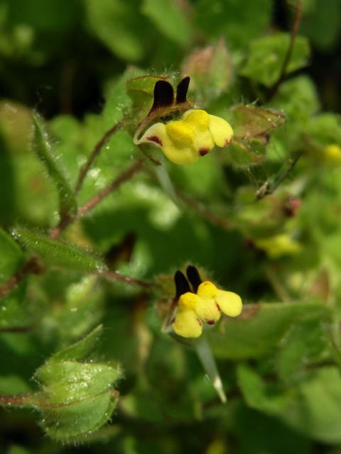 Úporek pochybný (Kickxia spuria (L.) Dumort.)