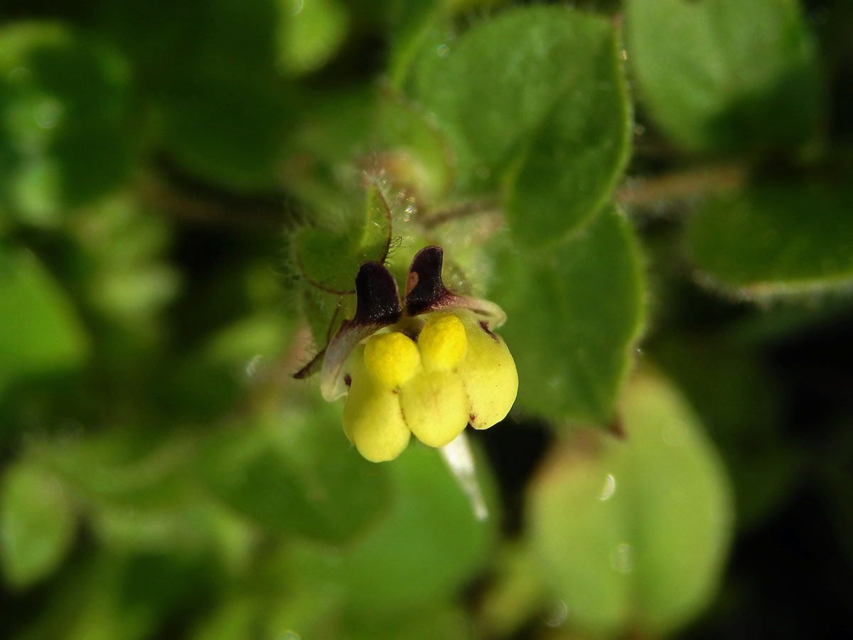 Úporek pochybný (Kickxia spuria (L.) Dumort.)