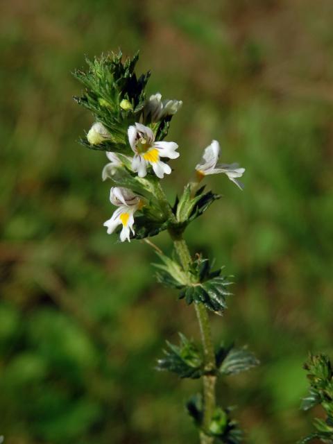 Světlík drobnokvětý (Euphrasia micrantha Rchb.)