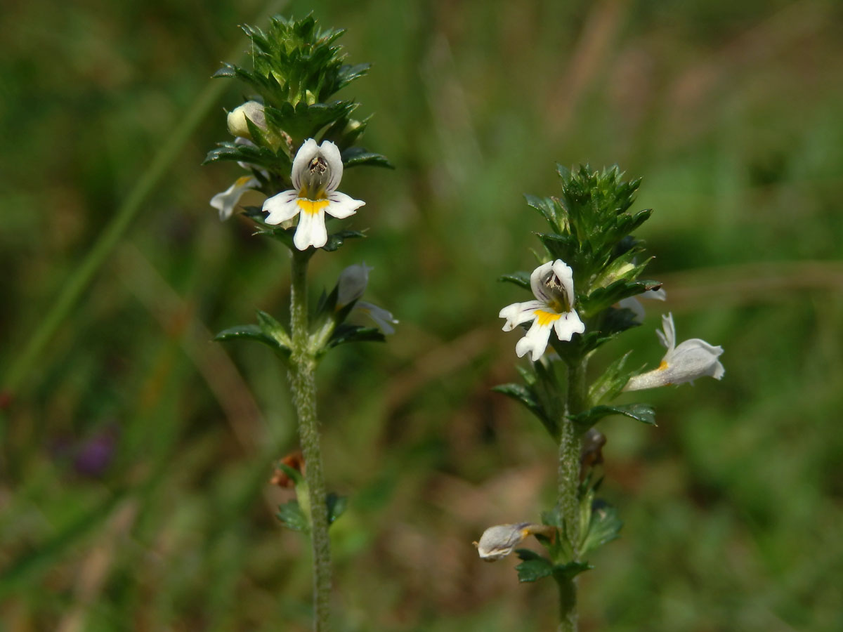 Světlík drobnokvětý (Euphrasia micrantha Rchb.)