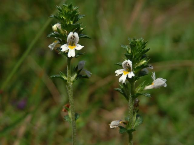 Světlík drobnokvětý (Euphrasia micrantha Rchb.)