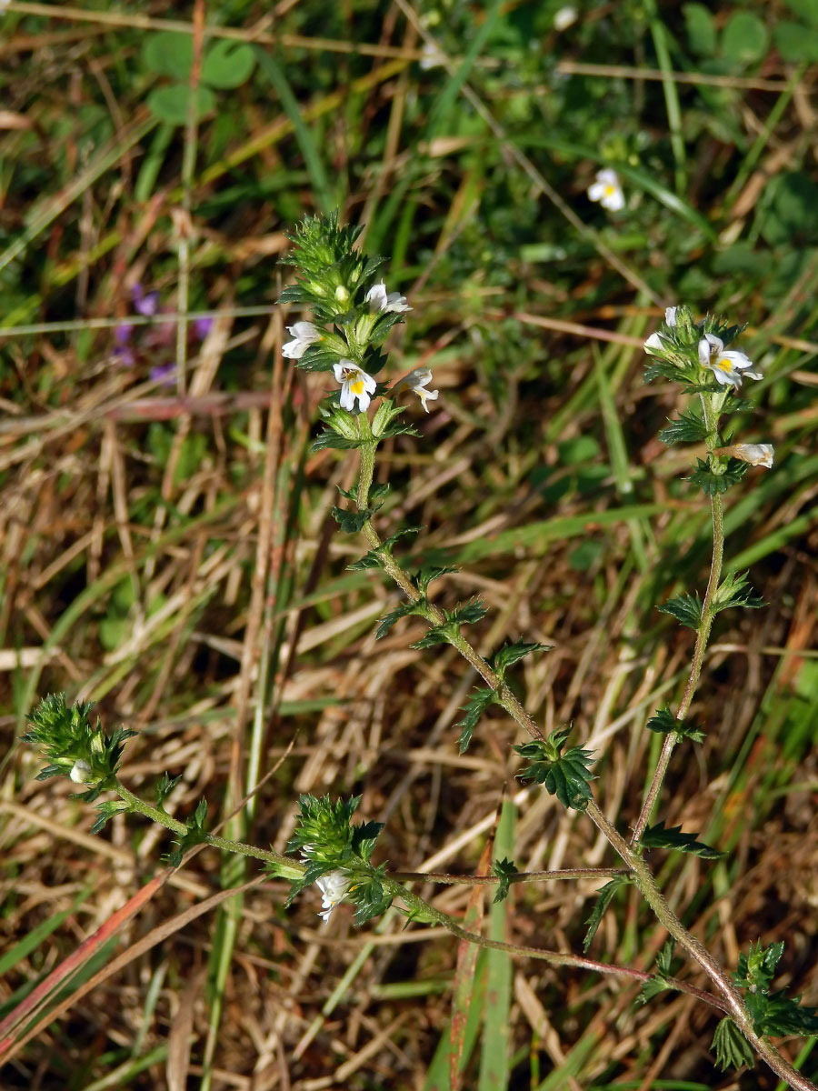 Světlík drobnokvětý (Euphrasia micrantha Rchb.)