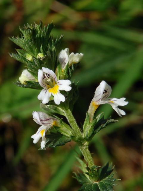 Světlík drobnokvětý (Euphrasia micrantha Rchb.)