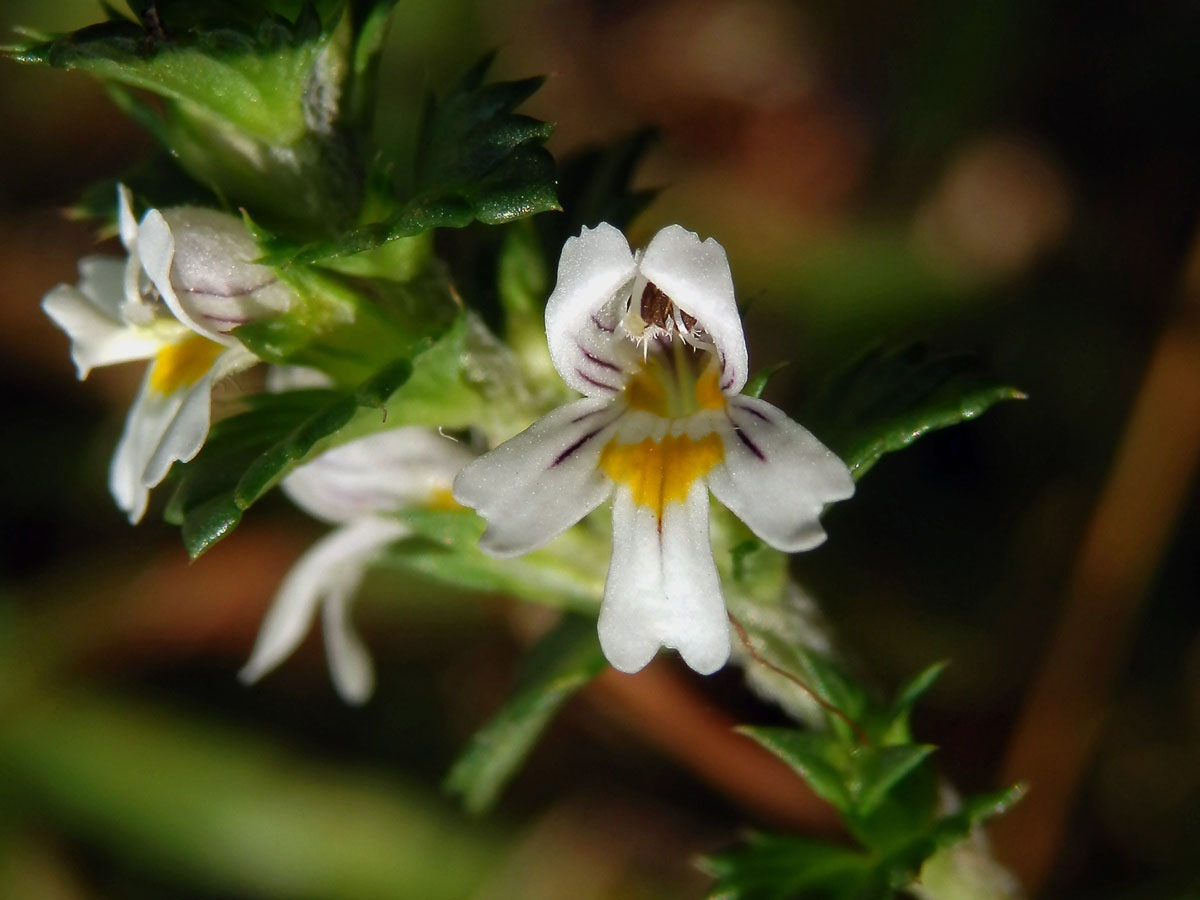 Světlík drobnokvětý (Euphrasia micrantha Rchb.)