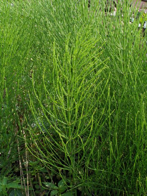 Přeslička rolní (Equisetum arvense L.)