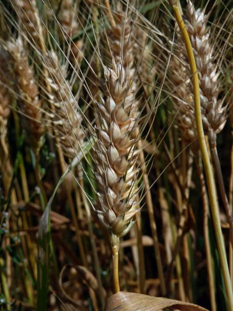 Pšenice setá (Triticum aestivum L.)