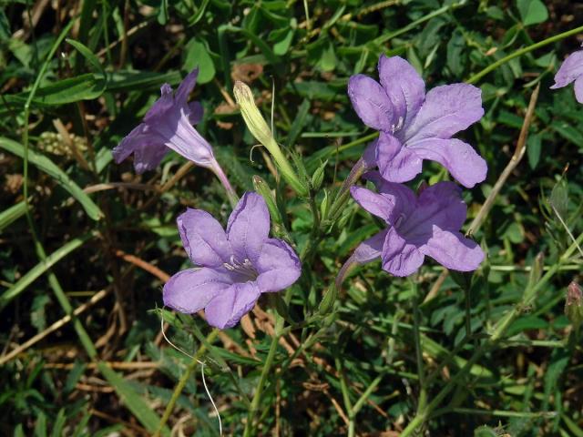 Ruellia nudiflora (Engelm. & Gray) Urban