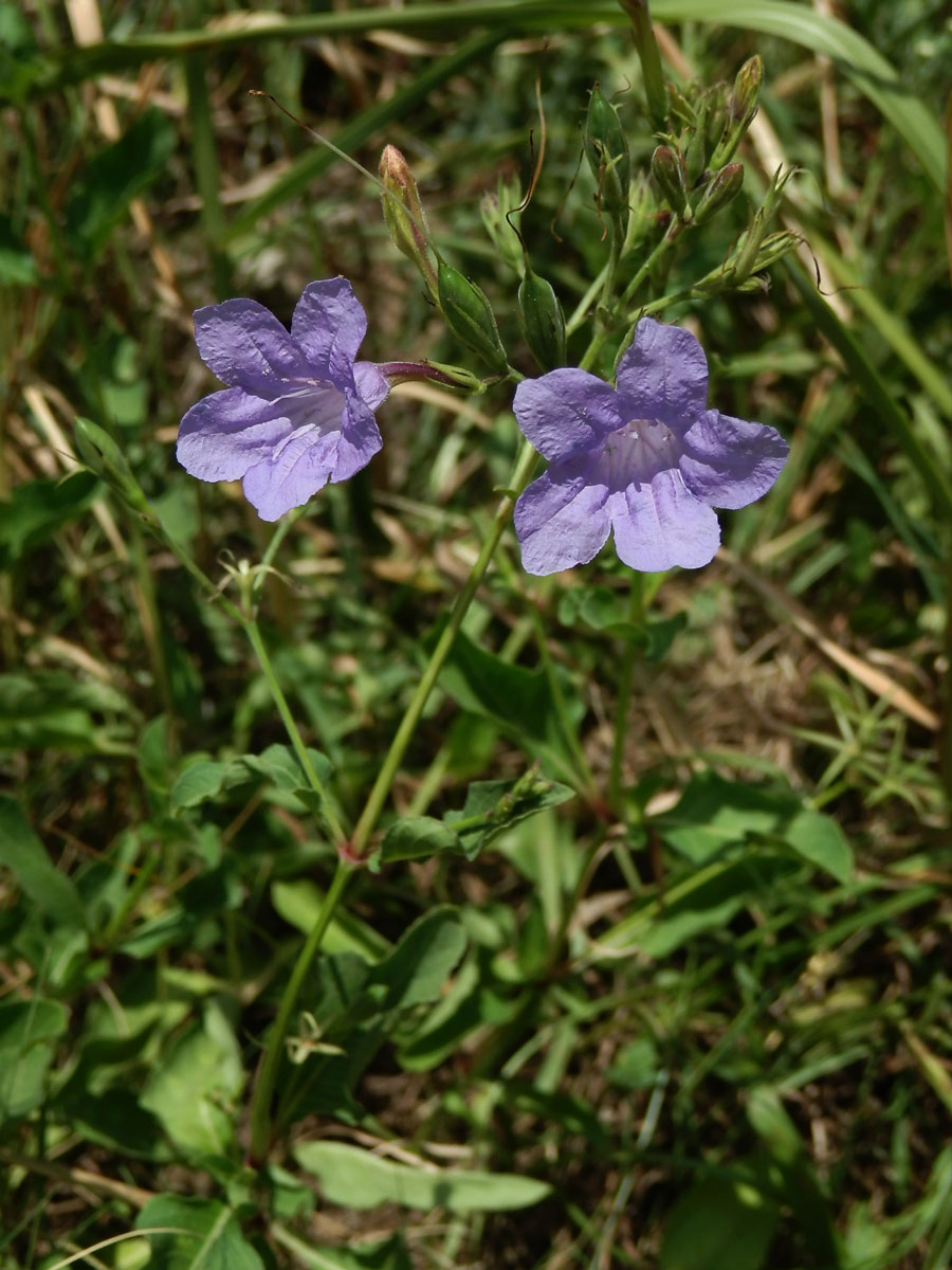 Ruellia nudiflora (Engelm. & Gray) Urban