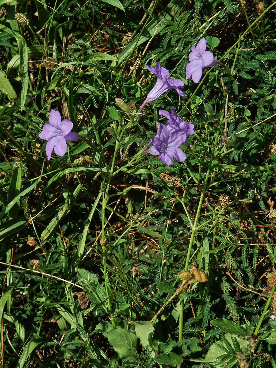 Ruellia nudiflora (Engelm. & Gray) Urban