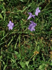 Ruellia nudiflora (Engelm. & Gray) Urban