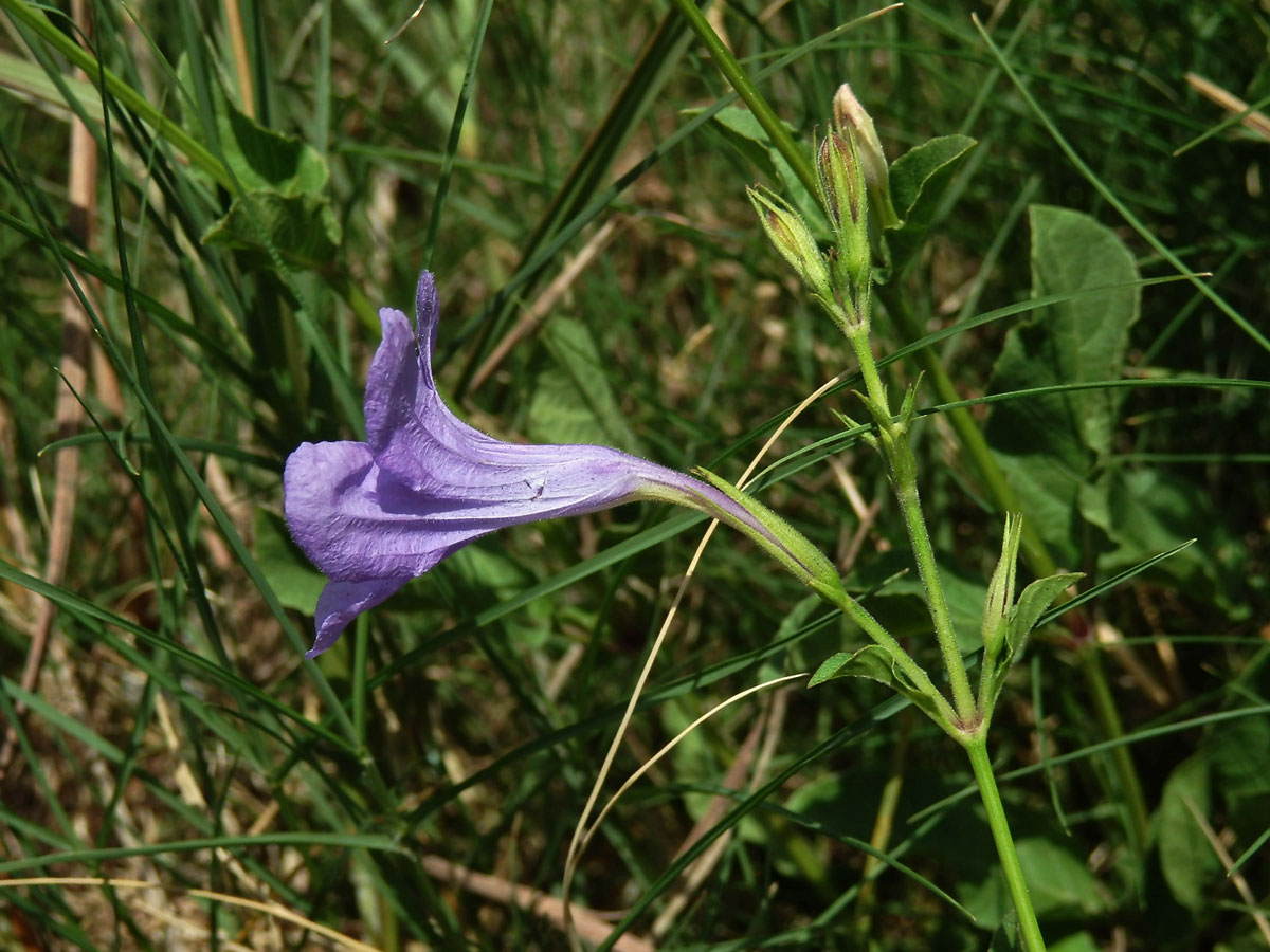 Ruellia nudiflora (Engelm. & Gray) Urban