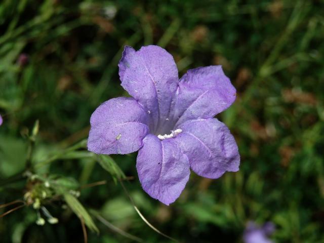 Ruellia nudiflora (Engelm. & Gray) Urban