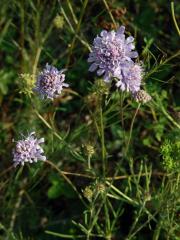 Hlaváč šedavý (Scabiosa canescens Waldst. & Kit.)