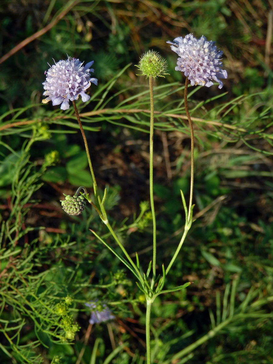 Hlaváč šedavý (Scabiosa canescens Waldst. & Kit.)