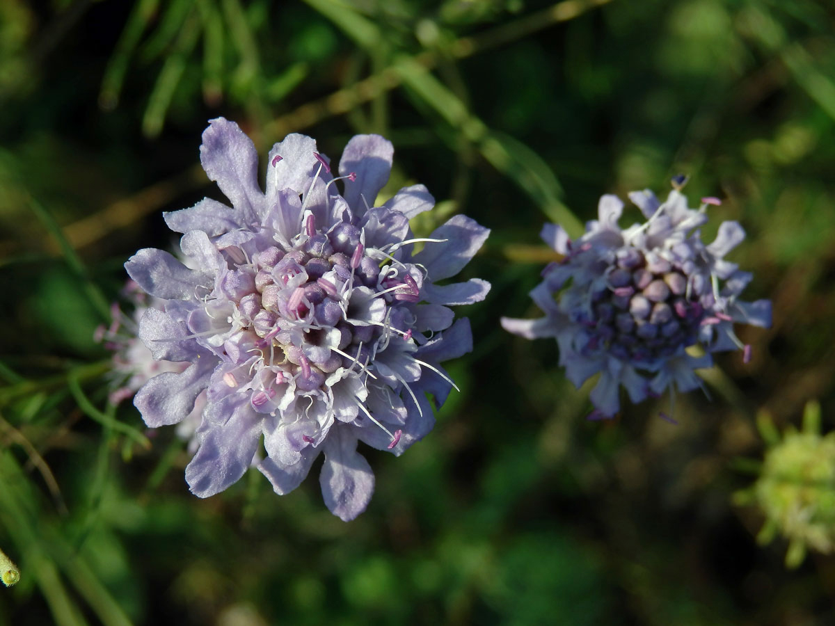 Hlaváč šedavý (Scabiosa canescens Waldst. & Kit.)