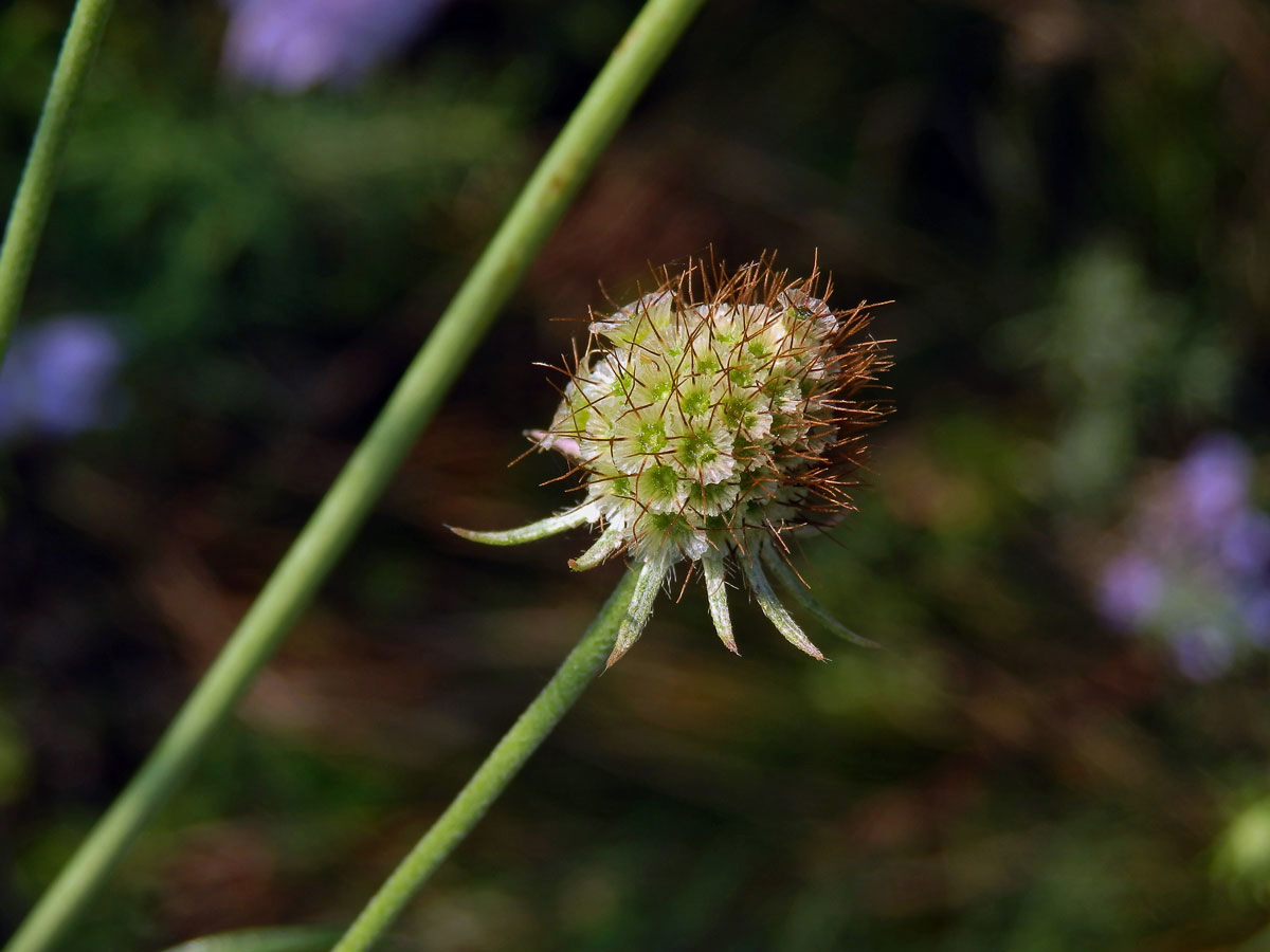 Hlaváč šedavý (Scabiosa canescens Waldst. & Kit.)