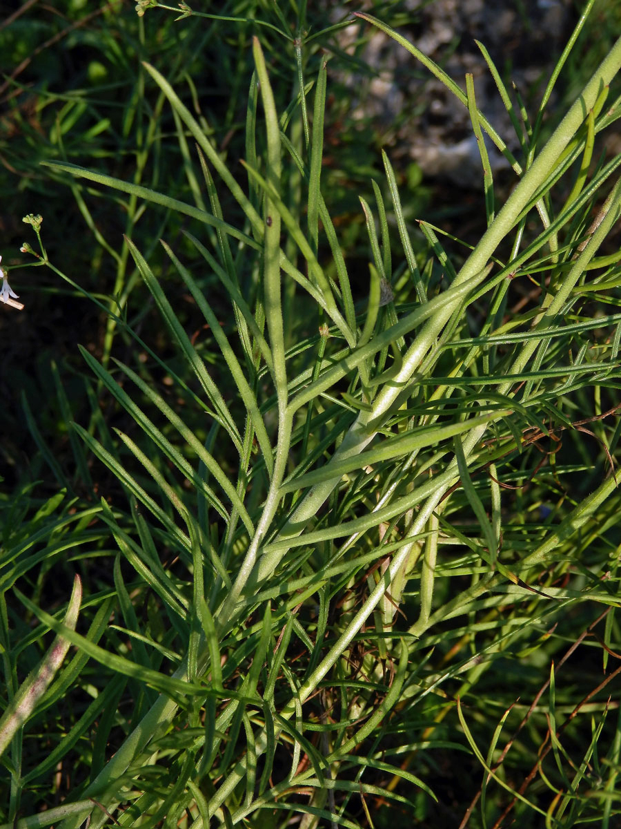 Hlaváč šedavý (Scabiosa canescens Waldst. & Kit.)