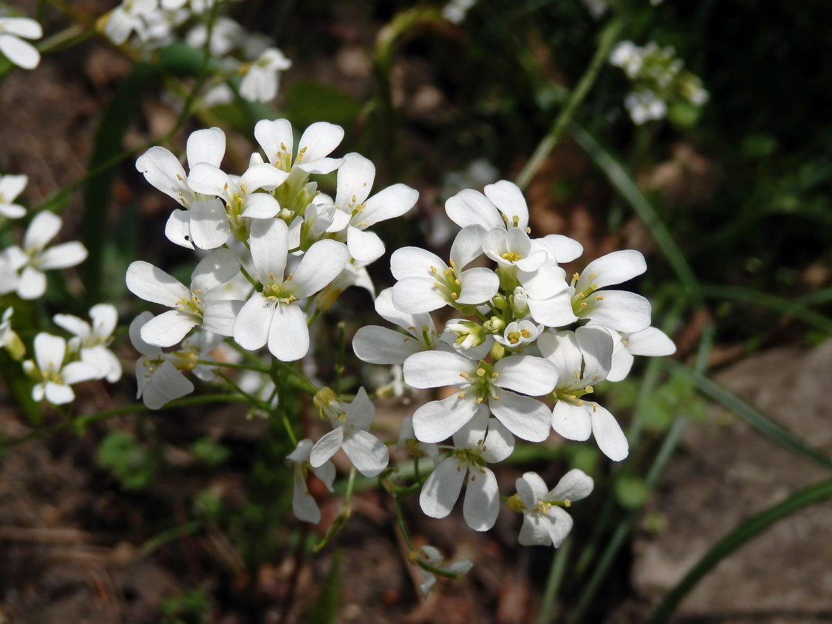 Huseník výběžkatý (Arabis procurrens Waldst. & Kit.)