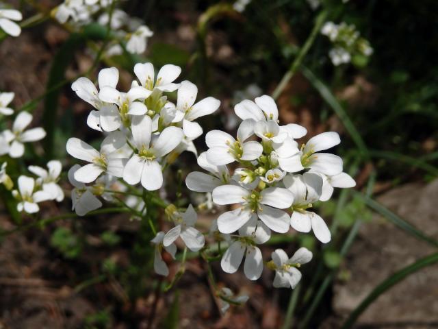 Huseník výběžkatý (Arabis procurrens Waldst. & Kit.)