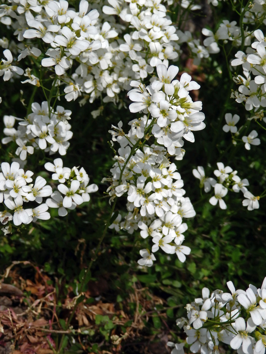 Huseník výběžkatý (Arabis procurrens Waldst. & Kit.)