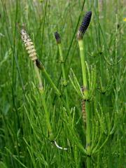 Přeslička bahenní (Equisetum palustre L.)