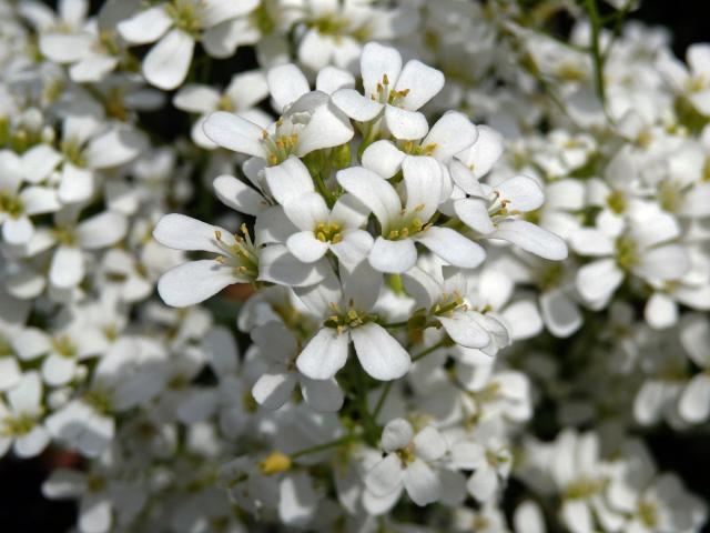 Huseník výběžkatý (Arabis procurrens Waldst. & Kit.)