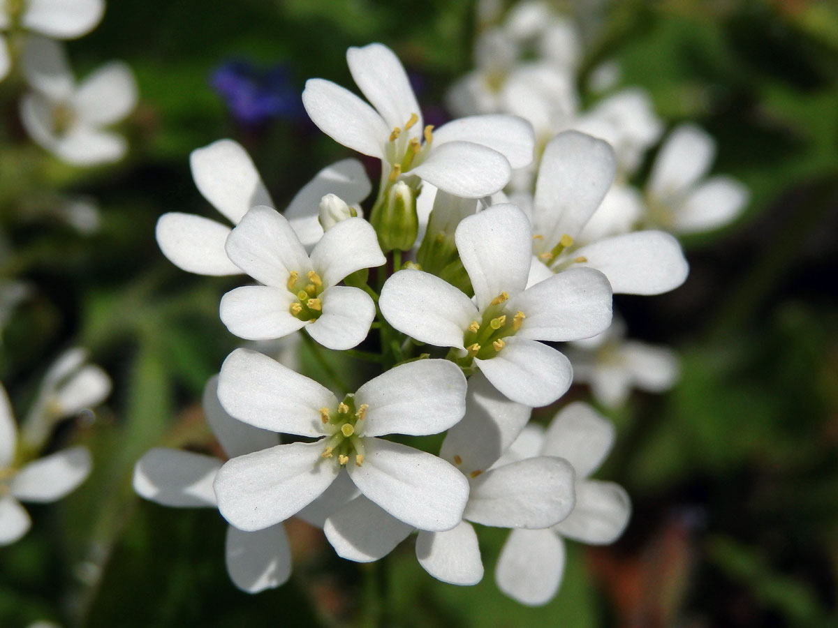 Huseník výběžkatý (Arabis procurrens Waldst. & Kit.)