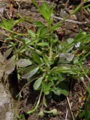 Huseník výběžkatý (Arabis procurrens Waldst. & Kit.)