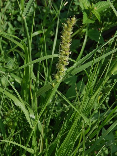 Ostrokvět ježatý (Cenchrus echinatus L.)