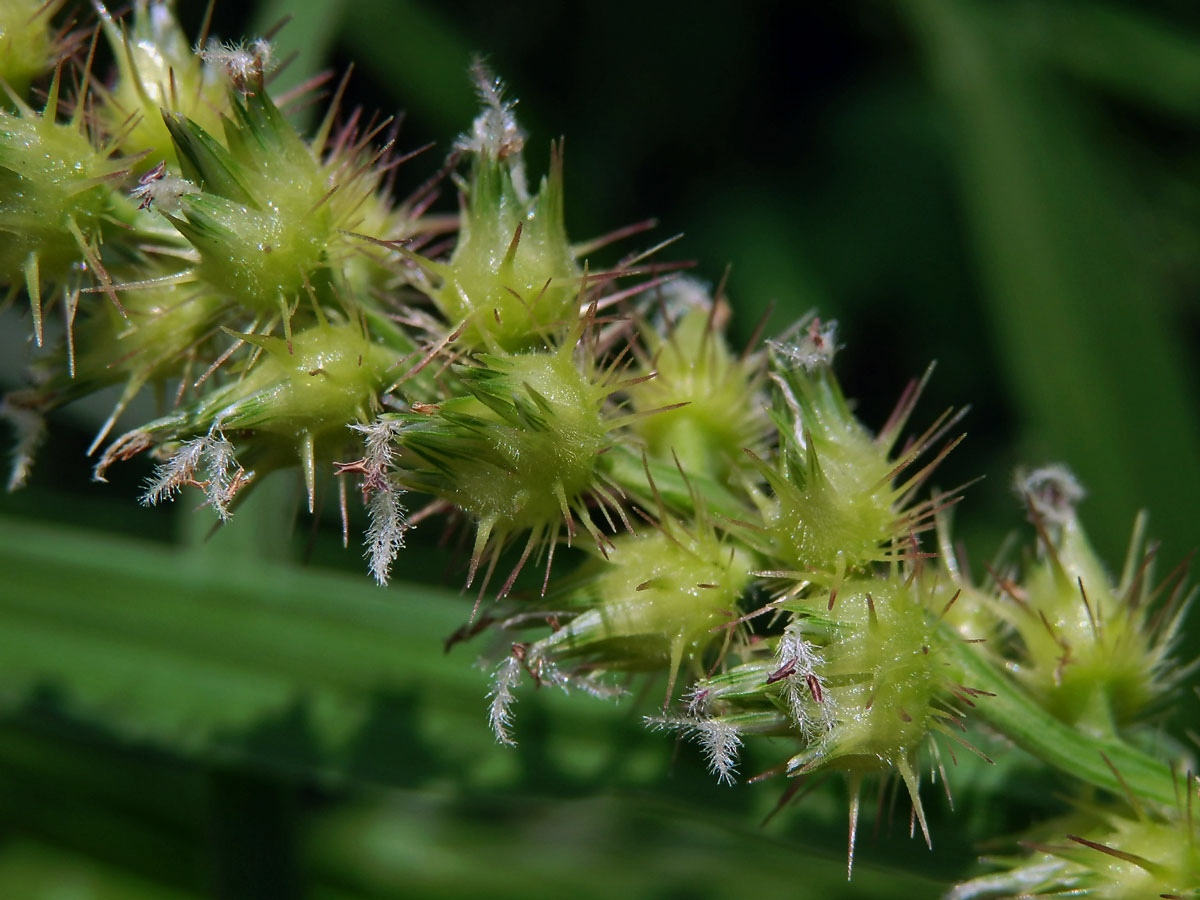 Ostrokvět ježatý (Cenchrus echinatus L.)