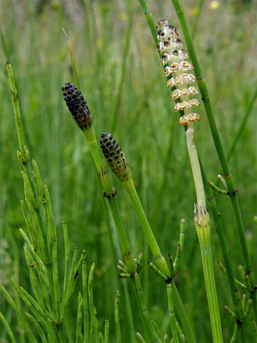 Přeslička bahenní (Equisetum palustre L.)