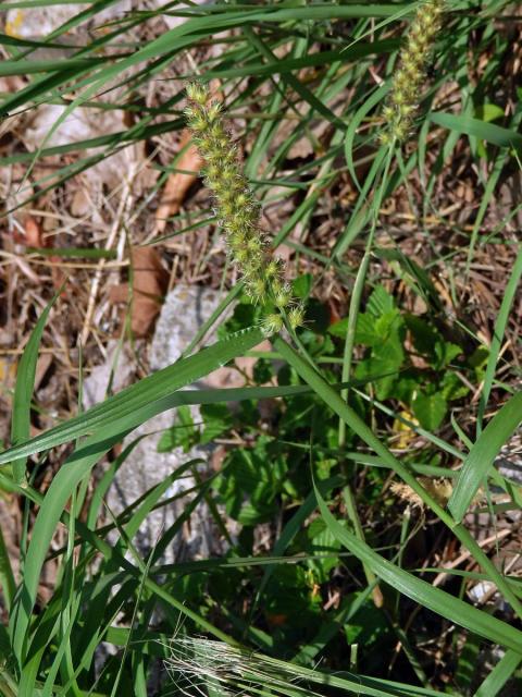 Ostrokvět ježatý (Cenchrus echinatus L.)