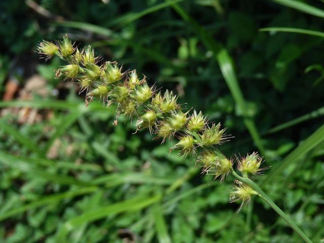 Ostrokvět ježatý (Cenchrus echinatus L.)