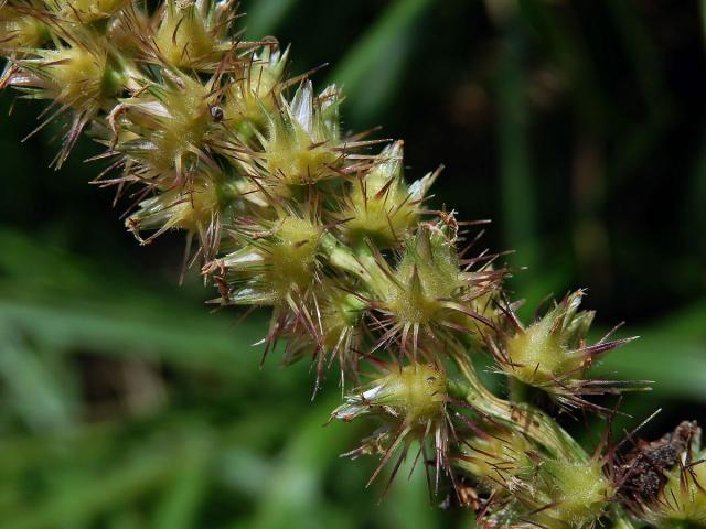 Ostrokvět ježatý (Cenchrus echinatus L.)