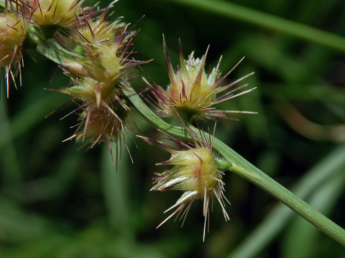 Ostrokvět ježatý (Cenchrus echinatus L.)