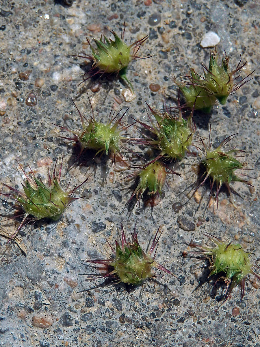 Ostrokvět ježatý (Cenchrus echinatus L.)