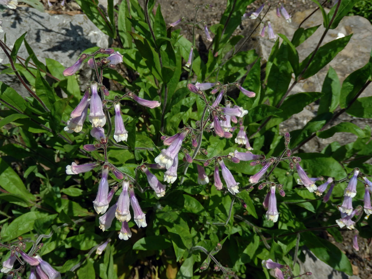 Dračík chlupatý (Penstemon hirsutus (L.) Willd.)