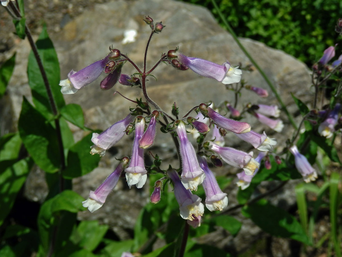 Dračík chlupatý (Penstemon hirsutus (L.) Willd.)