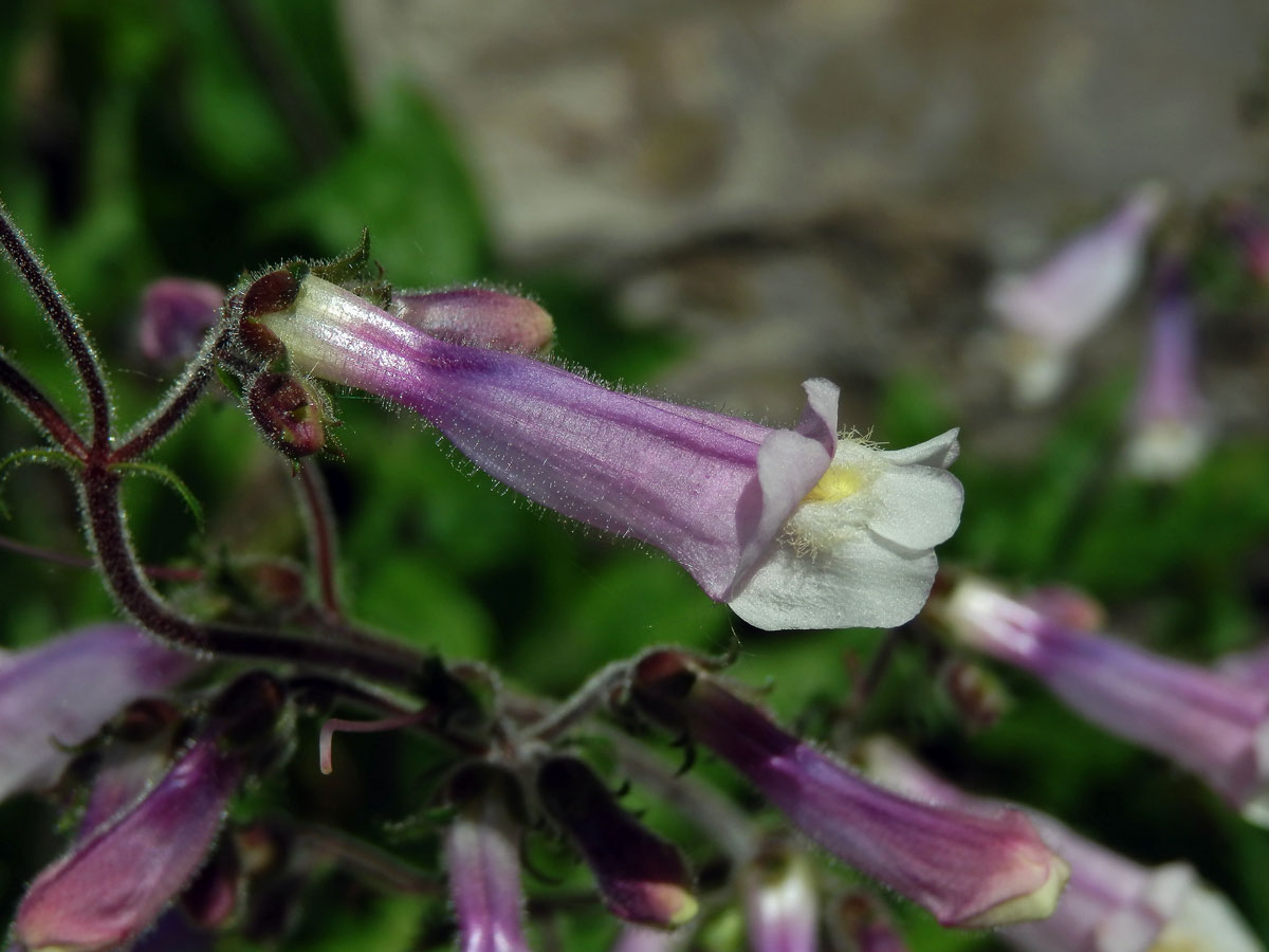 Dračík chlupatý (Penstemon hirsutus (L.) Willd.)