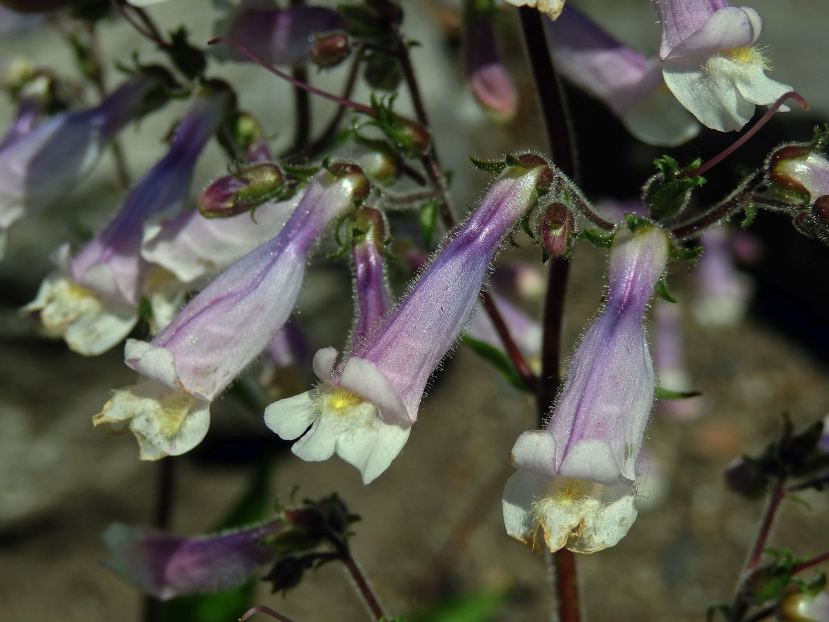 Dračík chlupatý (Penstemon hirsutus (L.) Willd.)