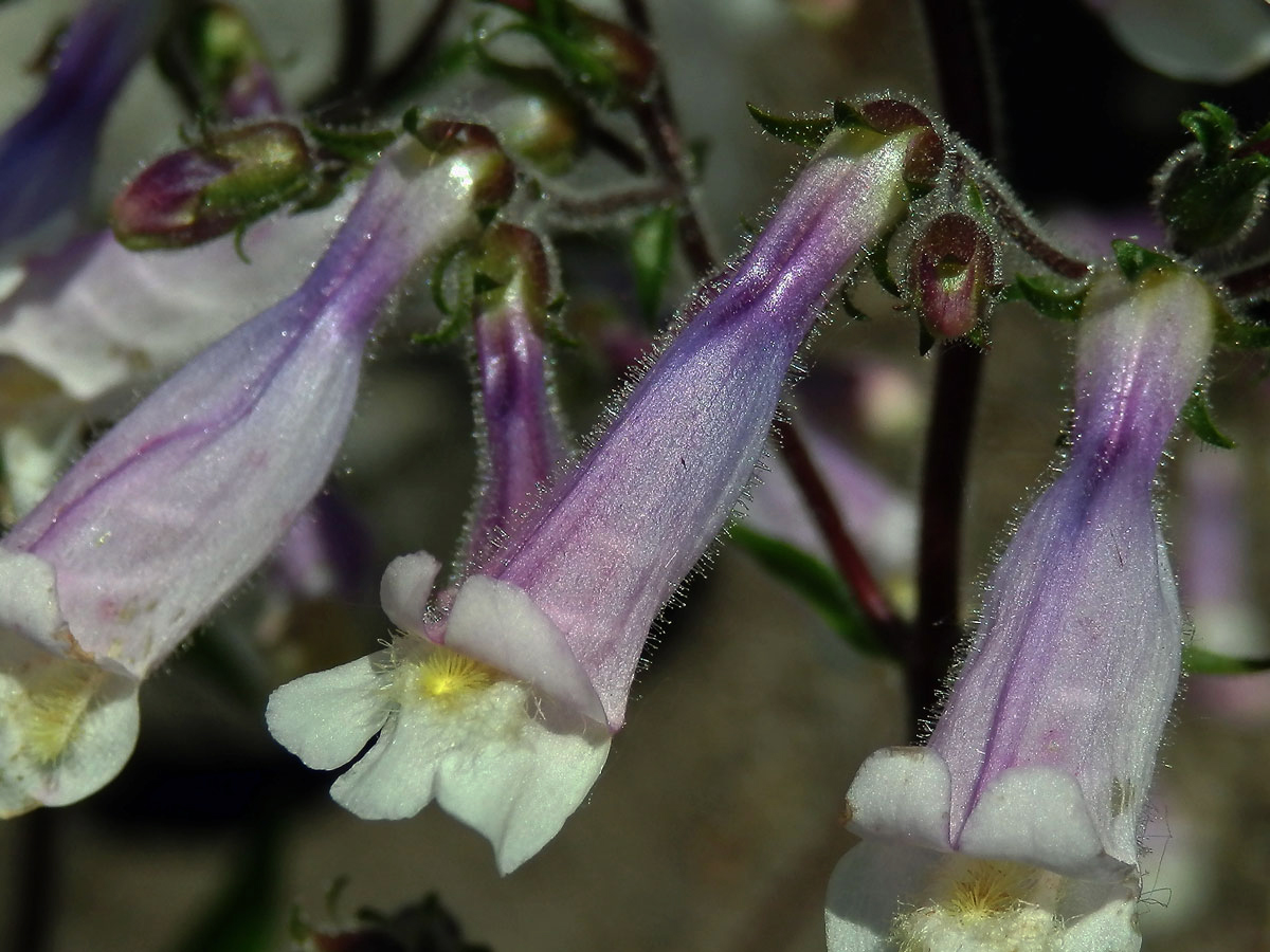 Dračík chlupatý (Penstemon hirsutus (L.) Willd.)