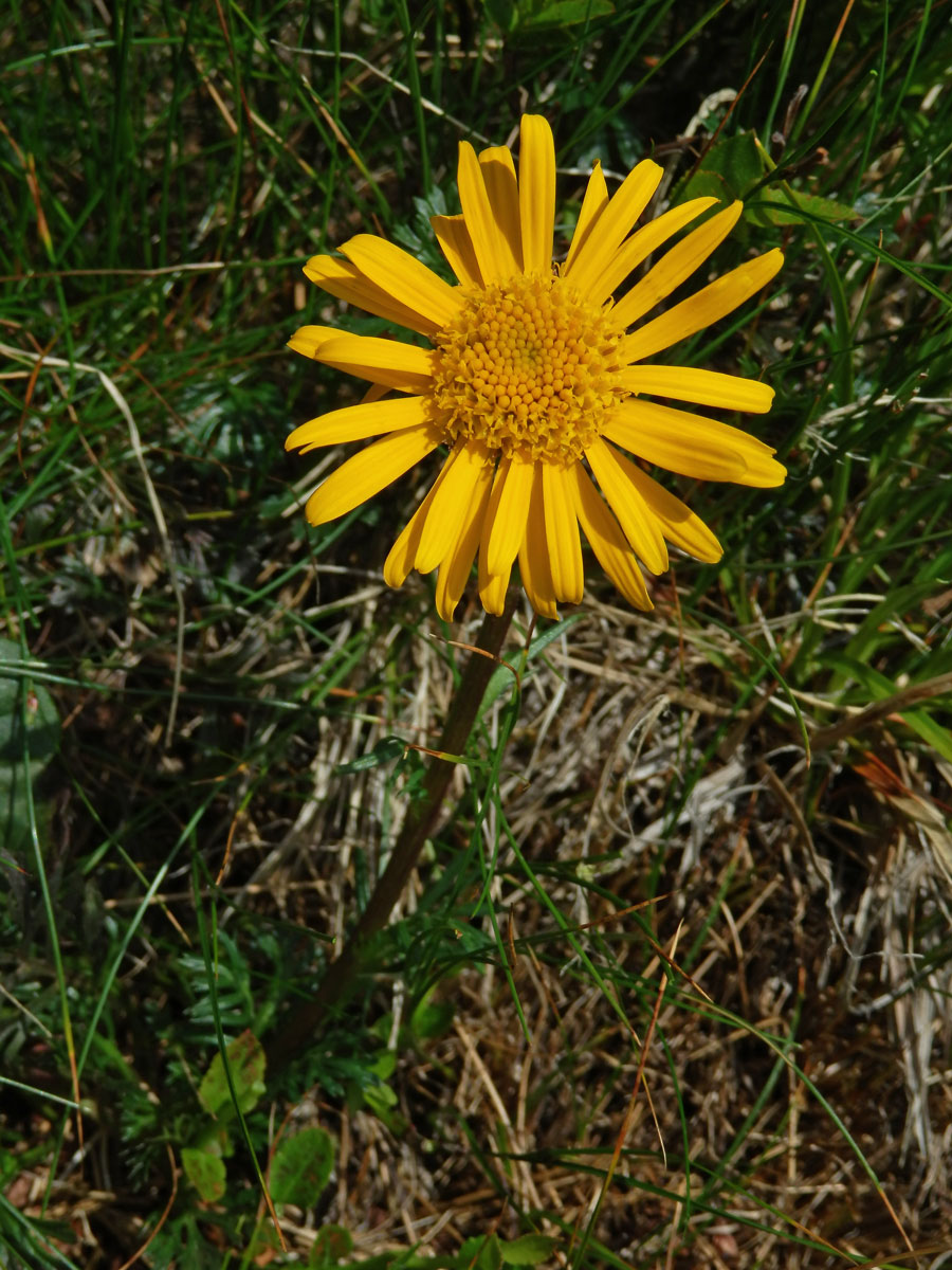 Starček karpatský (Senecio carpathicus Herbich)