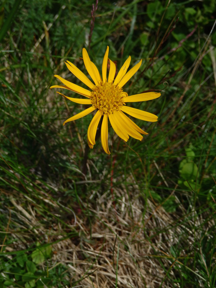 Starček karpatský (Senecio carpathicus Herbich)