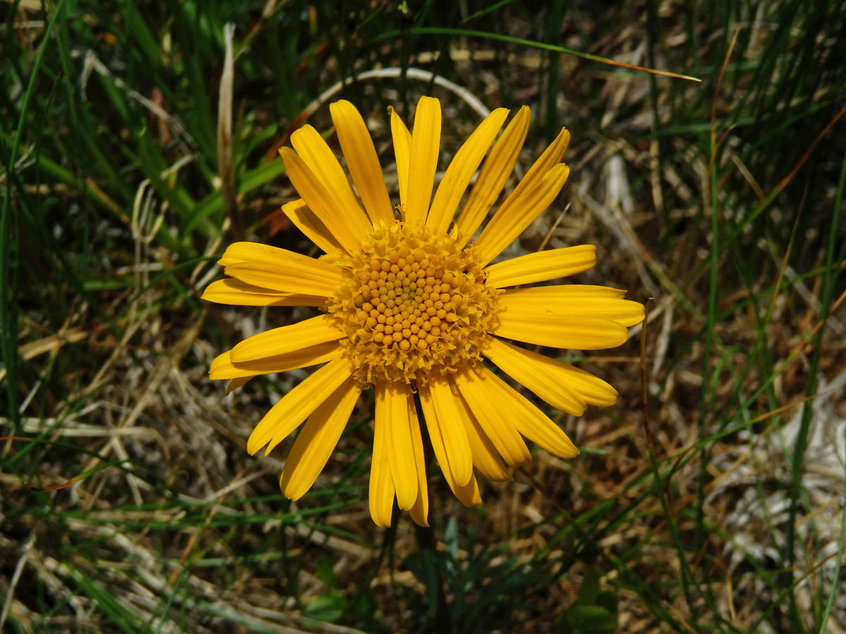 Starček karpatský (Senecio carpathicus Herbich)