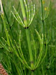 Přeslička bahenní (Equisetum palustre L.)