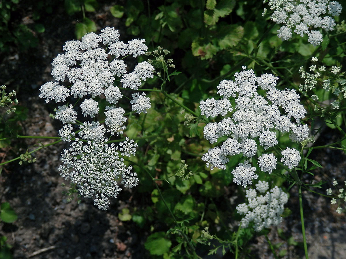 Bedrník anýz (Pimpinella anisum L.)