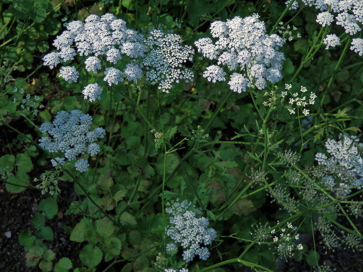 Bedrník anýz (Pimpinella anisum L.)