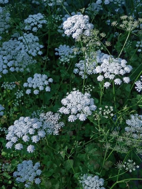 Bedrník anýz (Pimpinella anisum L.)