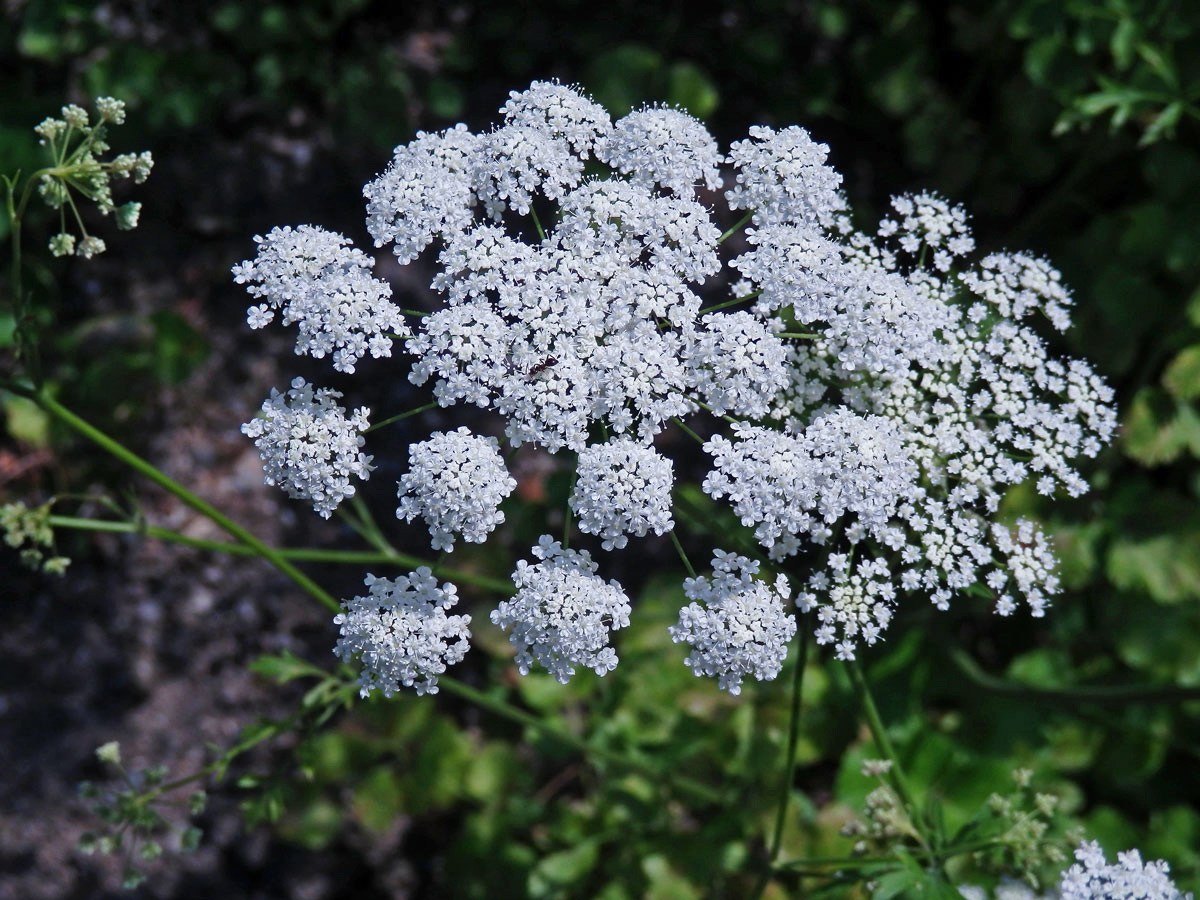 Bedrník anýz (Pimpinella anisum L.)